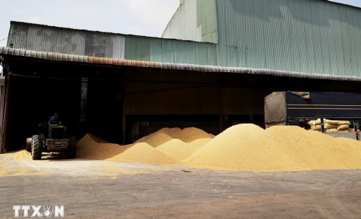 Những diễn biến mới nhất trên thị trường gạo châu Á