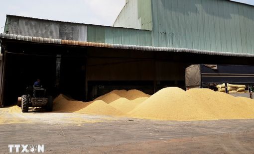Những diễn biến mới nhất trên thị trường gạo châu Á