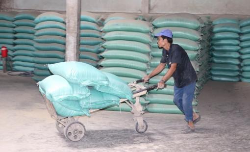 Việt Nam duy trì vị trí số 1 về xuất khẩu gạo vào thị trường Singapore