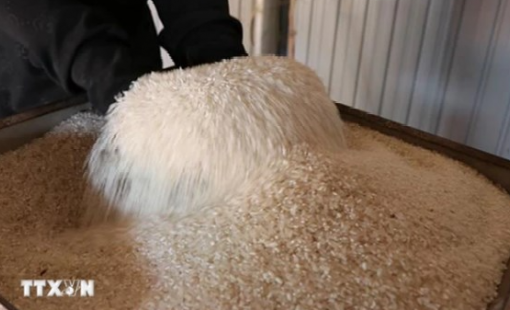 Lượng gạo tồn kho của Nhật Bản thấp kỷ lục