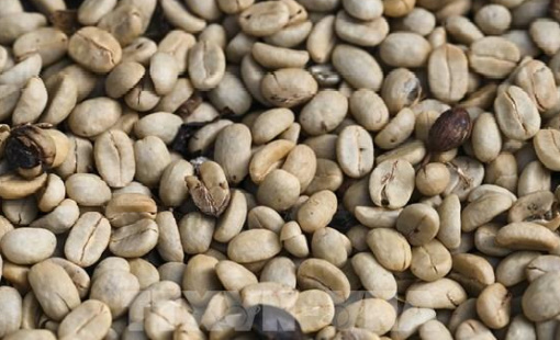 Giá cà phê tăng mạnh do thời tiết nắng nóng