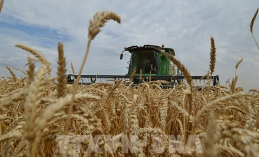 Thị trường lương thực thế giới ghi nhận tín hiệu ổn định