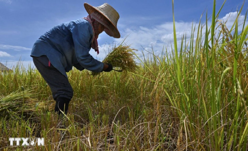 Thái Lan có thể không đạt mục tiêu xuất khẩu gạo năm 2025