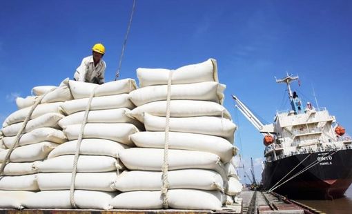 Giá gạo trong nước đang cao hơn giá nhập khẩu của thương nhân Philippines