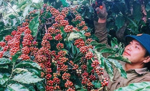 Chiến lược nào để ngành cà phê Việt Nam phát triển bền vững?