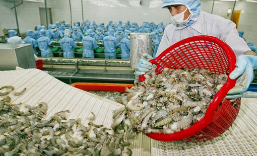 Thông tin tích cực về nền kinh tế Mỹ có giúp xuất khẩu tôm Việt khả quan hơn?