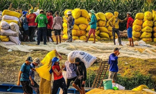 Thiếu vốn, doanh nghiệp xuất khẩu gạo luôn “bán trước, mua sau”