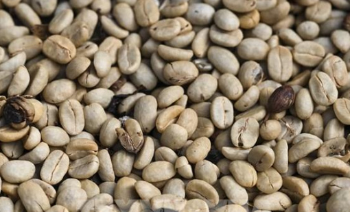 Giá cà phê thế giới có thể vẫn biến động cho đến cuối năm