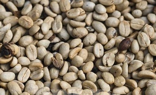 Giá cà phê thế giới có thể vẫn biến động cho đến cuối năm