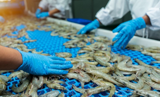 Xuất khẩu tôm đạt giá trị cao nhất kể từ đầu năm