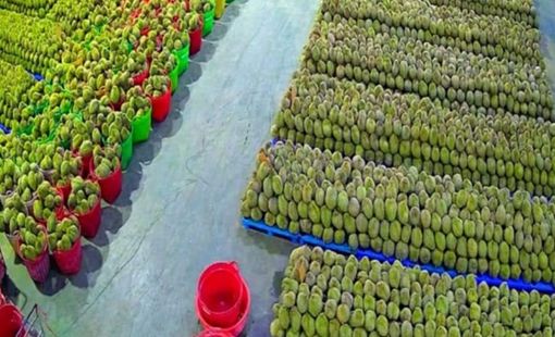 Xuất khẩu sầu riêng đông lạnh vào Trung Quốc, cuộc đua “tam mã” giữa Việt Nam, Thái Lan và Malaysia