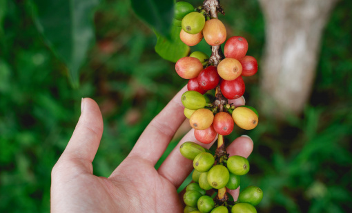 Không có thông tin chính xác về diện tích cà phê trên cả nước