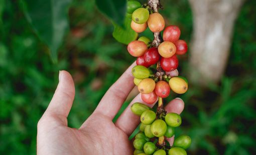 Không có thông tin chính xác về diện tích cà phê trên cả nước