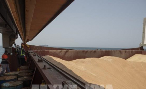 Giá gạo Ấn Độ và Thái Lan đồng loạt tăng