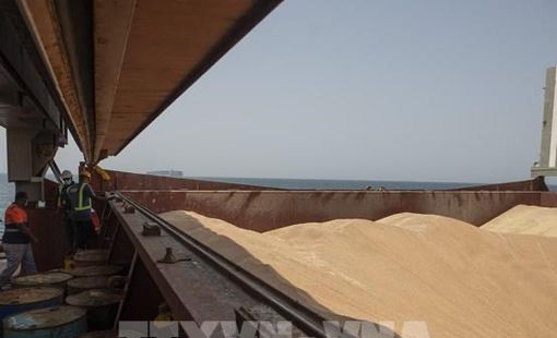 Giá gạo Ấn Độ và Thái Lan đồng loạt tăng