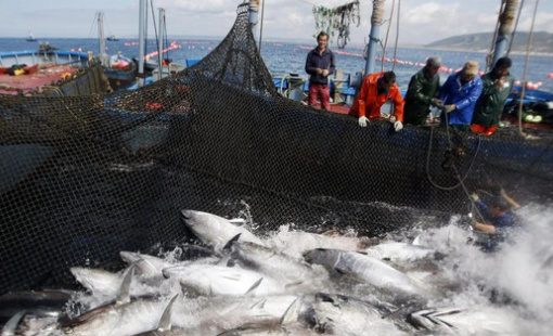 Đang tăng trưởng vượt bậc, xuất khẩu "cá tỷ đô" của Việt Nam bất ngờ giảm tốc tại các thị trường chính và đây là lí do?