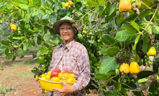 Nông dân chặt bỏ điều trồng sầu riêng có đáng lo ngại?