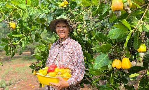 Nông dân chặt bỏ điều trồng sầu riêng có đáng lo ngại?