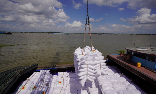 Ấn Độ quay lại xuất khẩu gạo, thị trường gạo trong nước có bị ảnh hưởng?