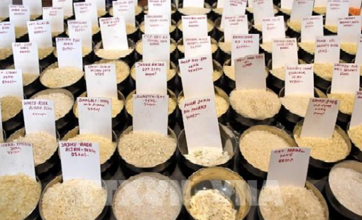 Giá gạo xuất khẩu của Ấn Độ cao nhất trong 6 tuần