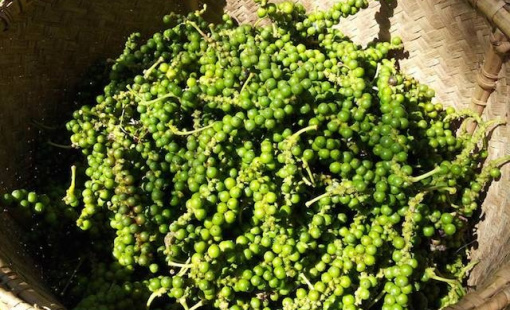 Giá hạt tiêu trong nước giảm, vẫn cao hơn cùng kỳ