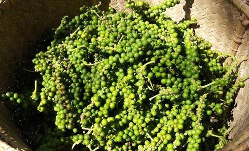 Giá hạt tiêu trong nước giảm, vẫn cao hơn cùng kỳ