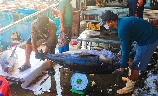 Xuất khẩu cá ngừ khó đạt mốc tỷ đô