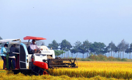 Tin vui cho người nông dân: Tăng mức hỗ trợ lên 1,5 triệu đồng/ha/năm đối với đất chuyên trồng lúa