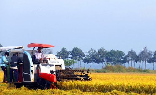 Tin vui cho người nông dân: Tăng mức hỗ trợ lên 1,5 triệu đồng/ha/năm đối với đất chuyên trồng lúa