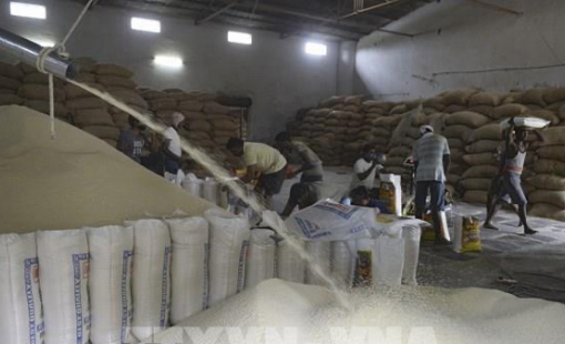 Giá gạo xuất khẩu của Ấn Độ giảm xuống mức thấp nhất 8 tháng