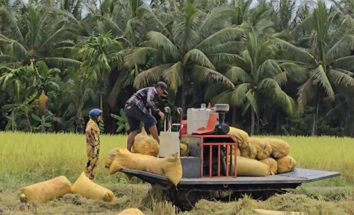 Cung không đủ cầu đẩy giá gạo ST25 tăng mạnh