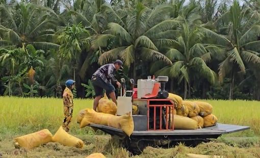 Cung không đủ cầu đẩy giá gạo ST25 tăng mạnh