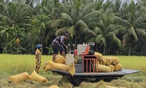 Cung không đủ cầu đẩy giá gạo ST25 tăng mạnh