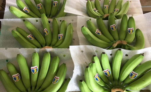 Kim ngạch xuất khẩu rau quả 9 tháng bằng xấp xỉ cả năm 2023