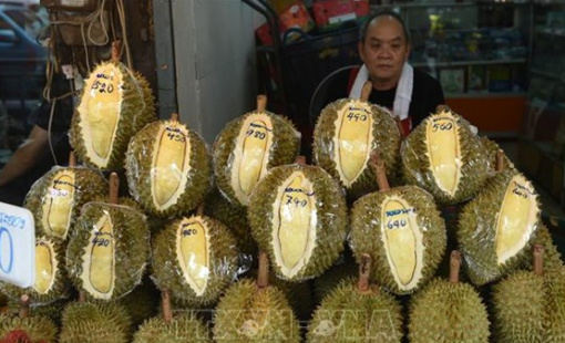 Thái Lan điều tra thông tin sầu riêng xuất khẩu chứa cadmium