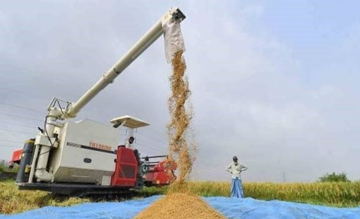 Ấn Độ tiếp tục nới lỏng xuất khẩu gạo, giảm một nửa thuế xuất khẩu gạo đồ