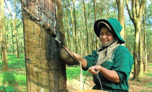 Tập đoàn Cao su (GVR) ước lãi gần 2.400 tỷ đồng trong 9 tháng, tăng 22% so với cùng kỳ