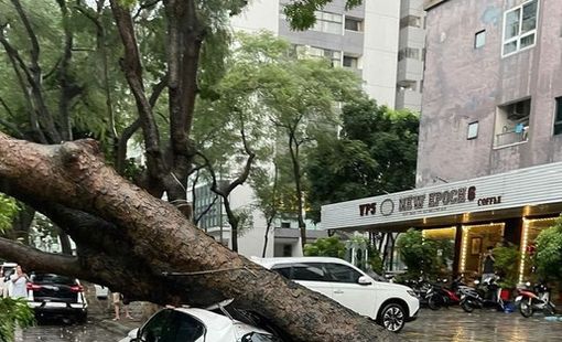 Ô tô bị cây đè trúng do bão Yagi được đền bù ra sao?