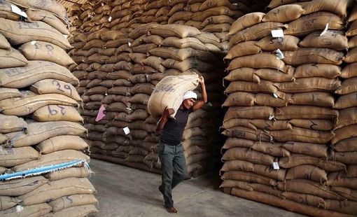 Giá gạo xuất khẩu Ấn Độ giảm mạnh nhất 18 tháng