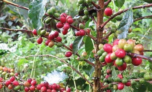 Giá cà phê Arabica toàn cầu đã chạm mức cao kỷ lục