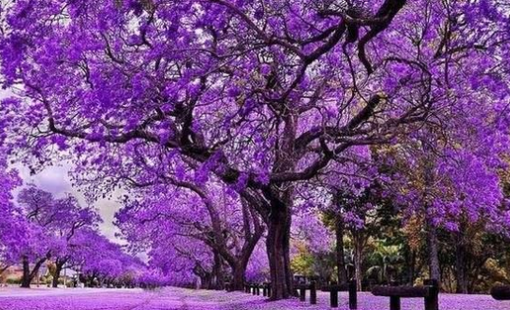 Cổ phiếu DN bất động sản của "đại gia" Đỗ Hữu Hạ tăng kịch trần 20%: Vốn hóa xấp xỉ 21.000 tỷ, vượt mặt loạt tên tuổi lớn Đất Xanh, Phát Đạt, DIC Corp...