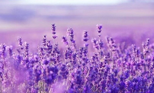 Một cổ phiếu bất động sản “bốc đầu” kịch trần 3 phiên liên tiếp