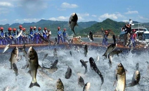 'Vua cá tra' báo lãi 9 tháng đầu năm gấp 18 lần cùng kỳ, cổ phiếu tăng hơn 60% từ đầu năm