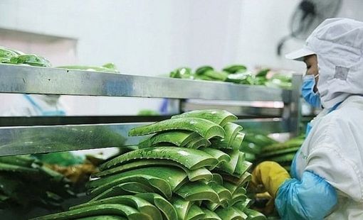 "Vua nha đam" lập kỷ lục lợi nhuận, hoàn thành 88% kế hoạch năm