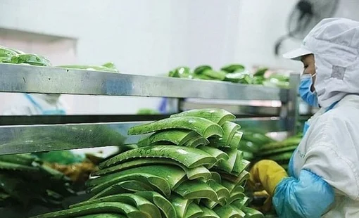 "Vua nha đam" lập kỷ lục lợi nhuận, hoàn thành 88% kế hoạch năm