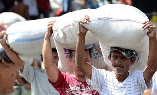 Sản lượng lúa của Philippines lập kỷ lục mới