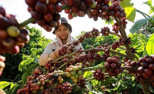 Mỹ gỡ bỏ thuế càphê nhập khẩu, ảnh hưởng đến thị trường toàn cầu