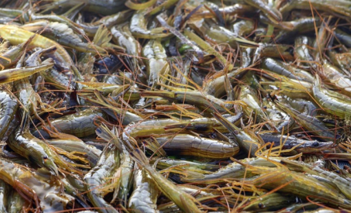 Trung Quốc cấm nhập khẩu hải sản Nhật Bản giữa căng thẳng ngoại giao