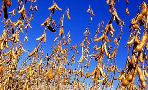 Trung Quốc hai tháng liên tiếp không nhập khẩu đậu tương Mỹ