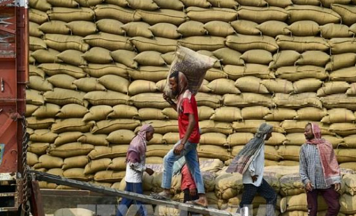 Giá gạo Ấn Độ tăng lên mức cao nhất sáu tuần